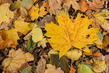 Naklejka na ściany i meble Autumn leaves foliage texture close up nature park