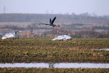 Lot dzikich gęsi © Robert