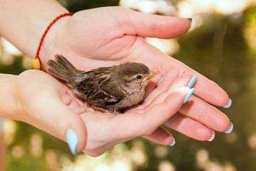 little Sparrow in a man's arms