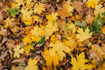 Autumn leaves foliage texture close up nature park