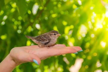 little Sparrow sitting on his hand in the sunlight