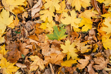 Autumn leaves foliage texture close up nature park