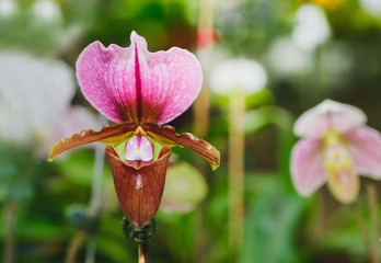 Lady's slipper orchid, Cypripedioideae Paphiopedilum