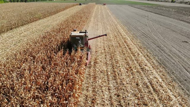 Aerial view combine harvester in corn field. Aerial drone shot of corn harvest