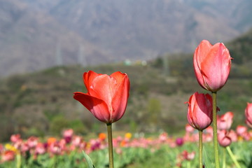 SRINAGAR, INDIA April 2017 : Beautiful colorful tulips in Tulip Festival 