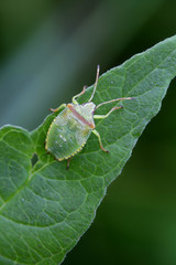 Hawthorn shield bug nymph
