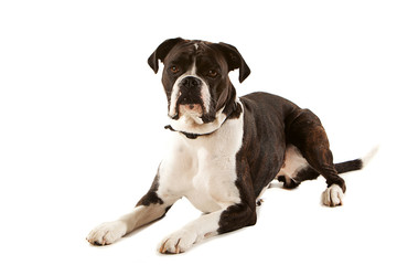 Alert Boxer dog looking directly at camera, laying down in three quarter view