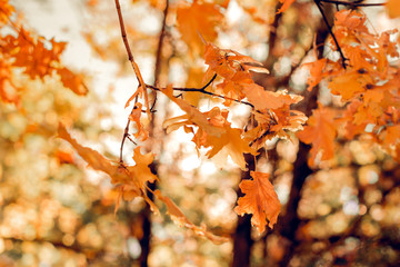 maple twig in autumn in the Park