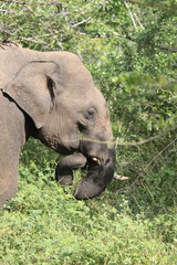Elephant Yala Safari Park Sri Lanka 