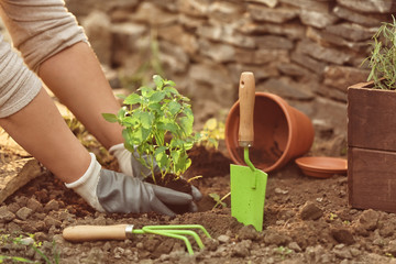 Woman repotting fresh mint outdoors