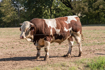 Fototapeta na wymiar Shredded bull on grazing.