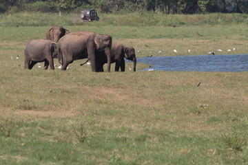 Naklejka na ściany i meble Elephant Family Minneriya Sri Lanka