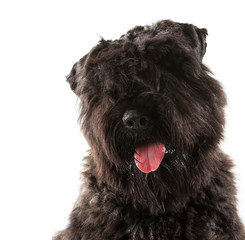 Bouvier des Flandres puppy portrait,  head slightly tilted, white background