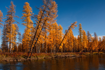 Russia. far East. Golden autumn on the shores of the tributaries of the Kolyma river