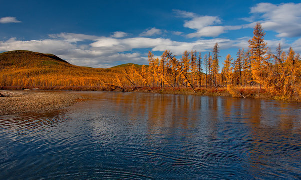 Russia. far East. Golden autumn on the shores of the tributaries of the Kolyma river