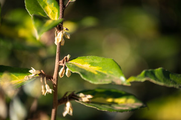 branch with leaves of a tree