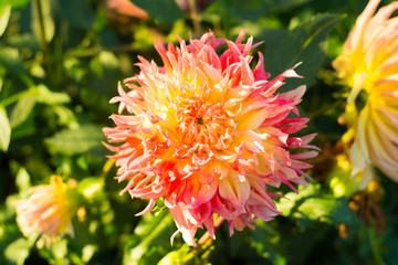 Orange dahlia flower on the bush closeup