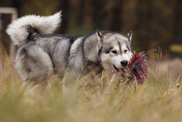 dog playing with a toy on the lawn