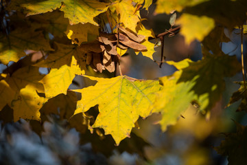 maple leaves in autumn