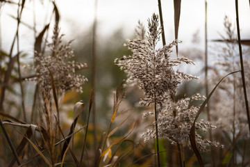 grass in winter