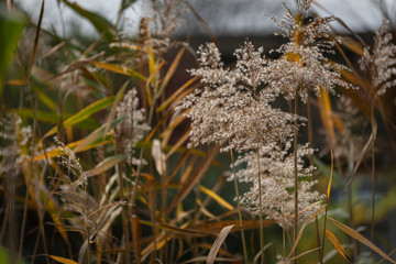 grass in winter