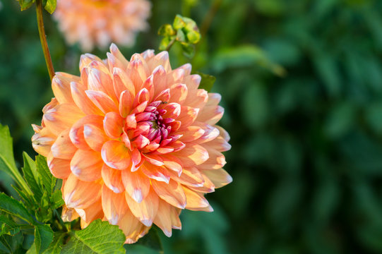 Fototapeta Orange dahlia flower on the bush closeup