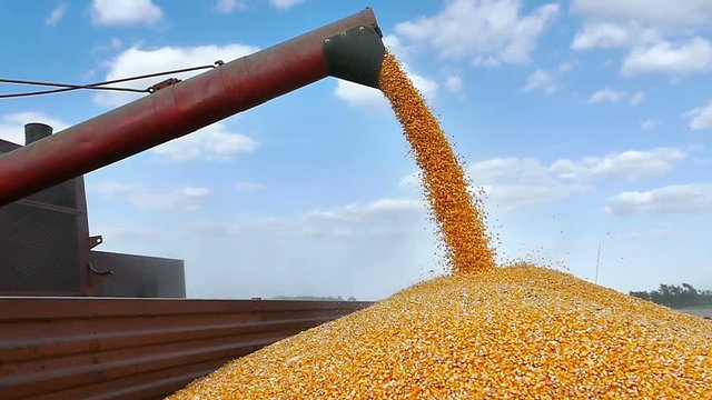 Combine transferring freshly harvested corn into tractor-trailer for transport to the silos, slow motion