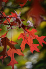Fototapeta premium autumn leaves on tree