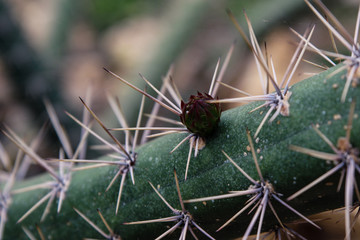 Gros plan de cactus