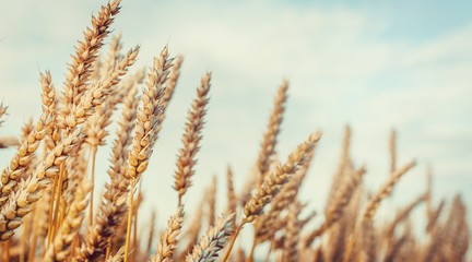 Fototapeta premium Wheat Field and perfect Blue Sky Background.