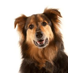 Portrait of pretty crossbreed with mouth open