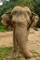 Elephant in Thailand