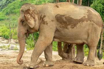 Elephant Searching for Food