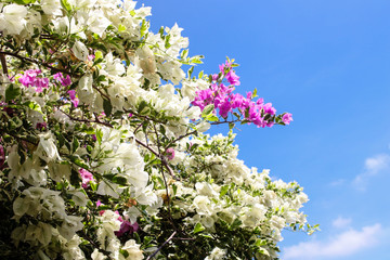 Blooming bougainvillea tree flowers