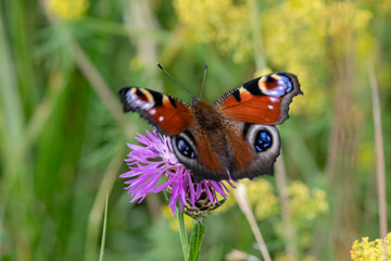 Closeup of a peacock butterfly on a pink flower