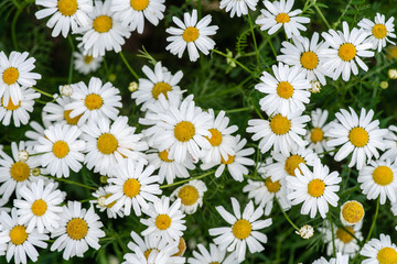 Cluster of Marguerite flowers growing on a field