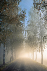 Idyllic landscape with birch alley, beautiful morning fog and light at autumn morning in Finland