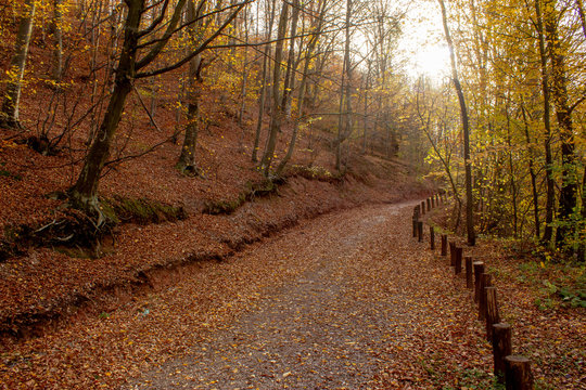 Path through forest by the lake. Nature park Grza near the Paracin, Serbia. River surrounded with forest. Autumn, sunny day with beautiful colors