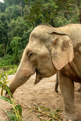 Naklejka premium Elephant Eating Branches