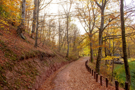 Path through forest by the lake. Nature park Grza near the Paracin, Serbia. River surrounded with forest. Autumn, sunny day with beautiful colors
