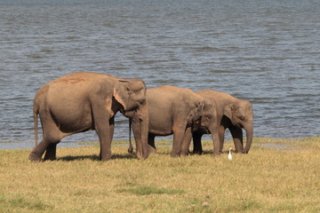 Elephant Family Minneriya Sri Lanka