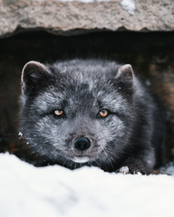 Icelandic fox