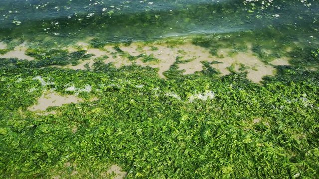 beach shoreline overgrown green algae covered
