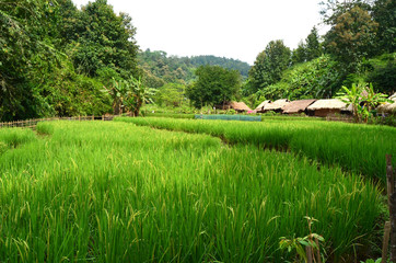 Maisons locales au village de Long Neck, Thaïlande du Nord