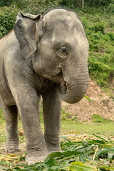 Fototapeta premium Elephant Eating Lunch