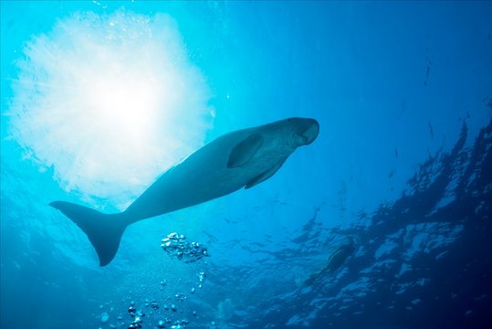 Sea Cow (Dugong dugon) swims under surface of the blue water, Red Sea, Hermes Bay, Marsa Alam, Egypt, Africa