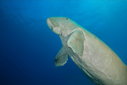 Dugong at Red Sea, Hermes Bay, Marsa Alam, Egypt