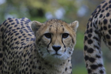 Cheetah looking at camera, beautiful eyes on the amazing hunter