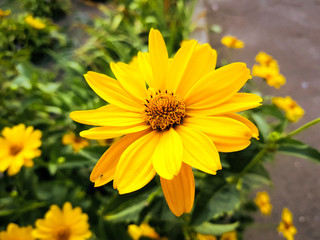 yellow flower