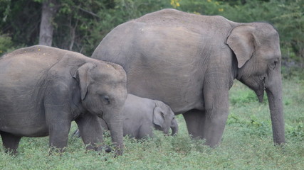 Elephant family Yala Safari Park Sri Lanka 